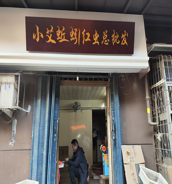 小艾蚯蚓紅蟲總批發(fā)