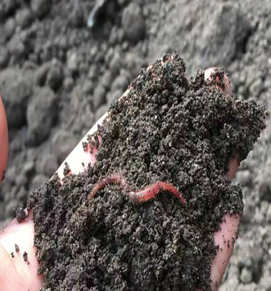 蚯蚓糞的作用與功效